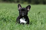 BOULEDOGUE FRANCAIS 719